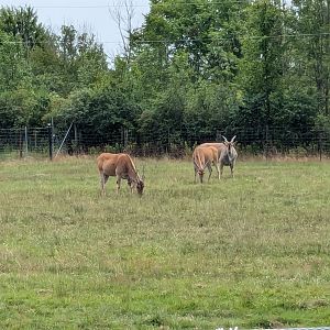 Serengeti Savana - Common eland