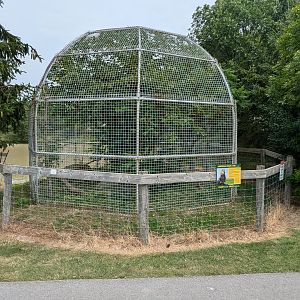 Serengeti Savana - American Barn Owl