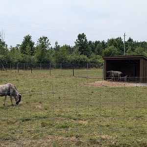 Serengeti Savana - Blue wildebeest