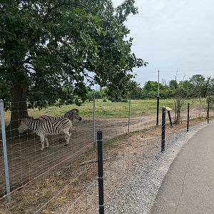 Serengeti Savana - Zebra