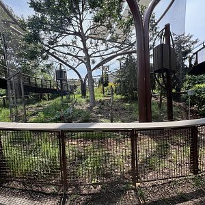 Francois Langur Exhibit