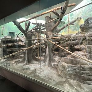 Mongoose Lemur Indoor Exhibit