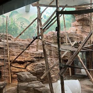 Black-and-White Colobus Indoor Exhibit