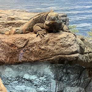 Jamaican Iguana