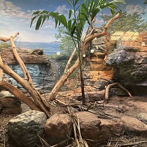 Jamaican Iguana Exhibit