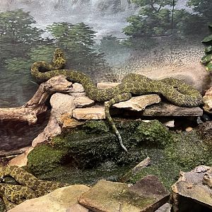 Mangshan Mountain Viper