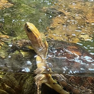 McCord’s Box Turtle