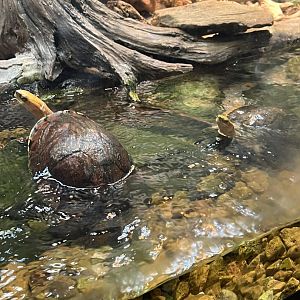 McCord’s Box Turtles