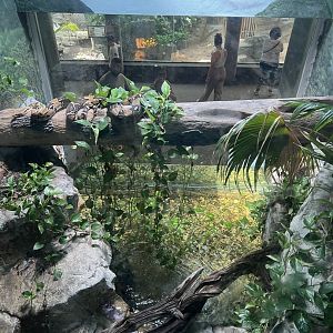 Columbian Red-Tailed Boa Constrictor Exhibit