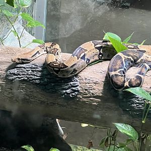 Columbian Red-Tailed Boa Constrictor