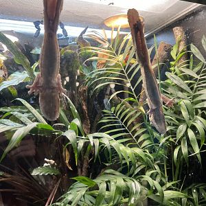 Henkel’s Leaf-Tailed Geckos