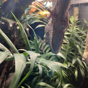 Henkel’s Leaf-Tailed Gecko