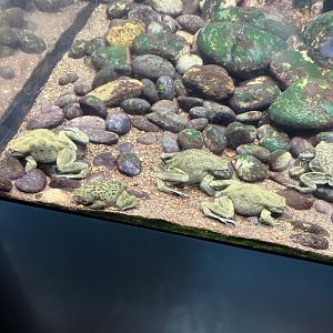Lake Titicaca Frogs