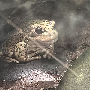 Andean Marsupial Frog