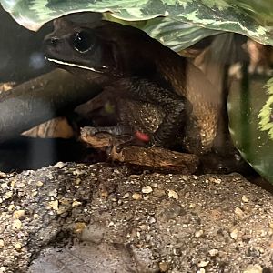 Blomberg’s Giant Toad