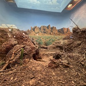 Chuckwalla/Gila Monster Exhibit