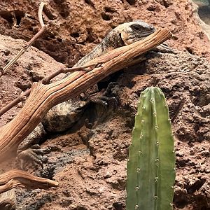 Chuckwalla