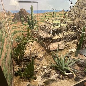 Aruba Island Rattlesnake Exhibit