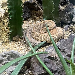 Aruba Island Rattlesnake