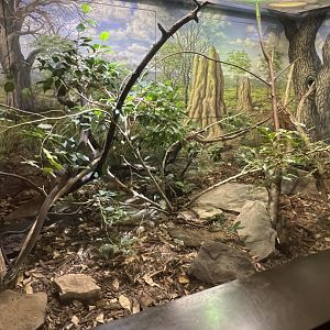Black Mamba Exhibit