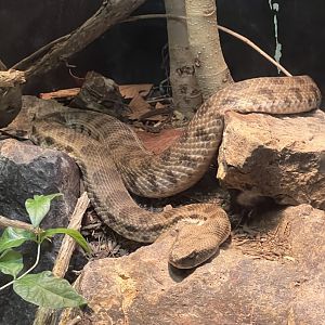 Caucasus Blunt-Nosed Viper