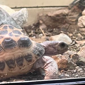 Spider Tortoise