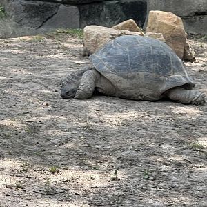 Galapagos Giant Tortoise