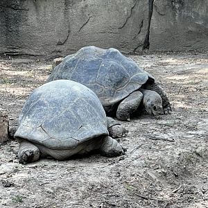 Aldabra and Galapagos Giant Tortoises