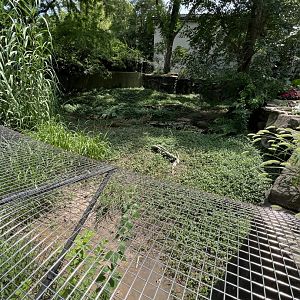 American Alligator Exhibit