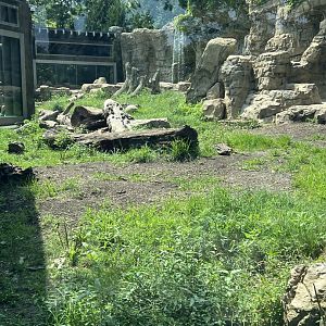 Grizzly Bear Exhibit