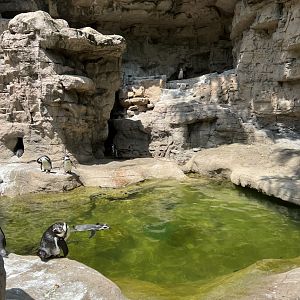 Humboldt Penguin Exhibit
