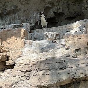 Humboldt Penguin