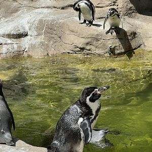 Humboldt Penguins