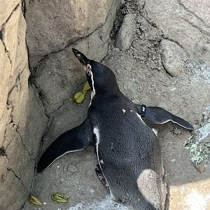 Humboldt Penguin