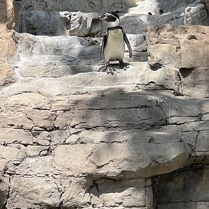 Humboldt Penguin