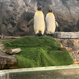 King Penguins