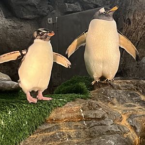 Gentoo and Rockhopper Penguins