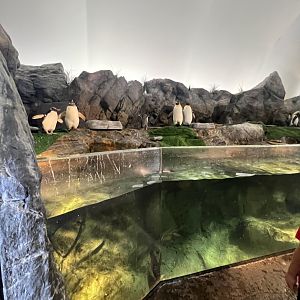 Indoor Penguin Exhibit