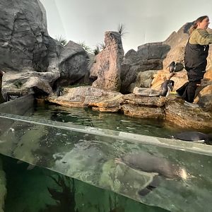 Indoor Penguin Exhibit