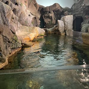 Puffin Exhibit