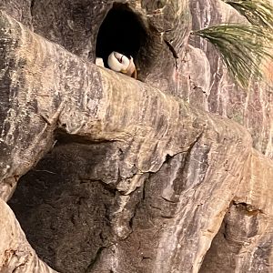 Horned Puffin