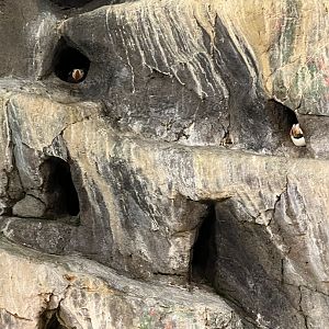 Horned and Tufted Puffins in burrows