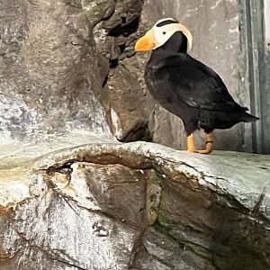 Tufted Puffin