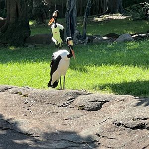 Saddle-Billed Storks