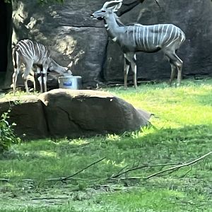 Lesser Kudu