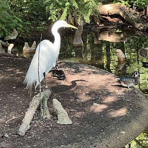 Hooded Merganser, North American Wood Duck, and Snowy Egret
