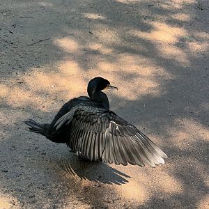 Double-Crested Cormorant