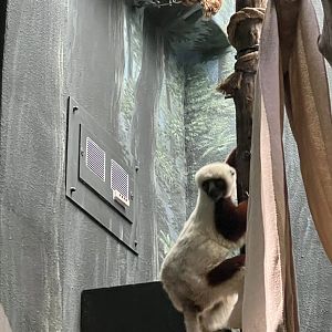 Coquerel’s Sifaka
