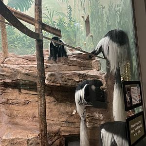Black-and-White Colobus
