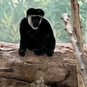 Black-and-White Colobus